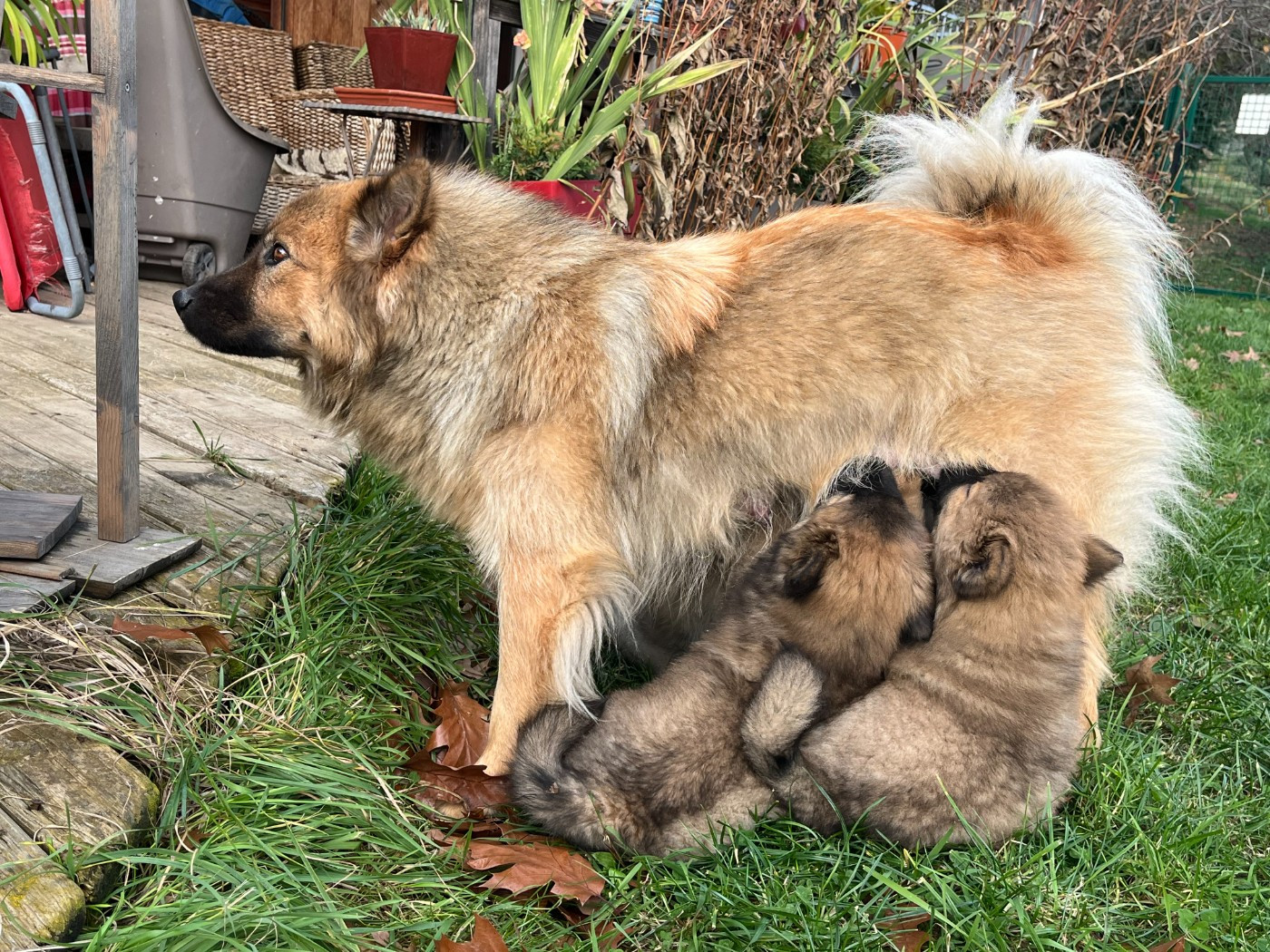 Des babynours au printemps 2027