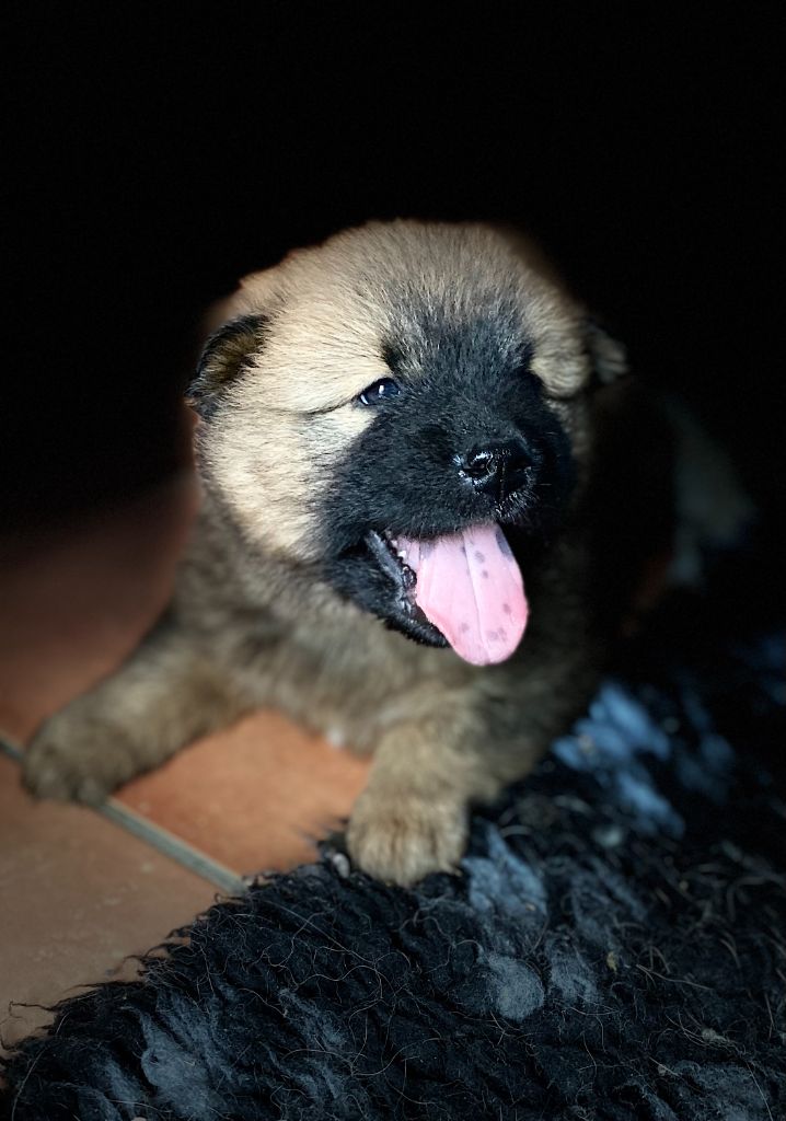 De La Tribu De Loyce - Chiots disponibles - Eurasier
