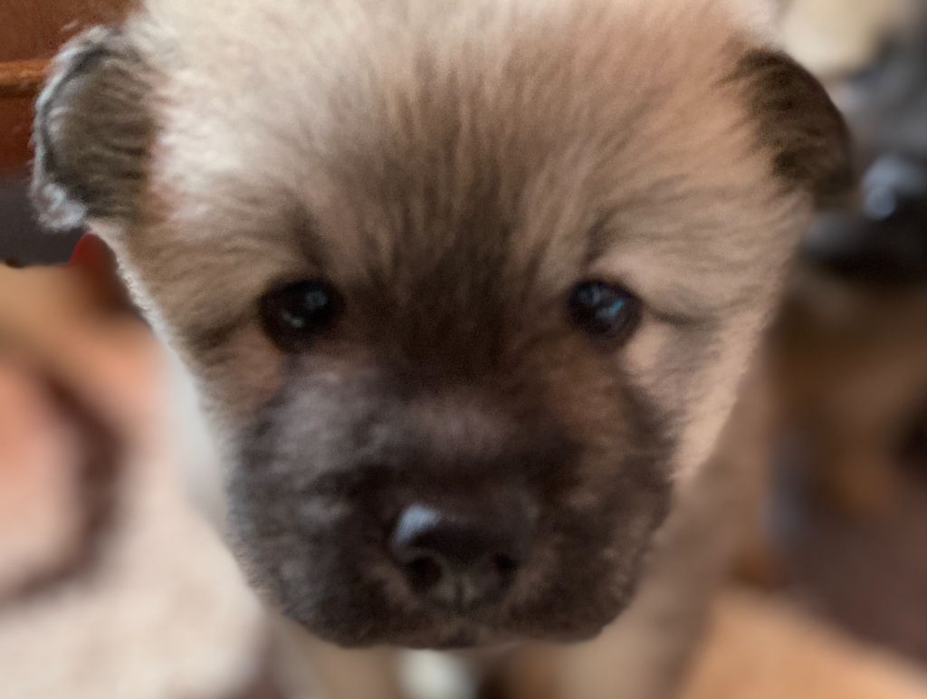De La Tribu De Loyce - Chiots disponibles - Eurasier