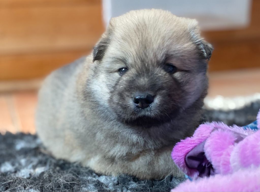 De La Tribu De Loyce - Chiots disponibles - Eurasier