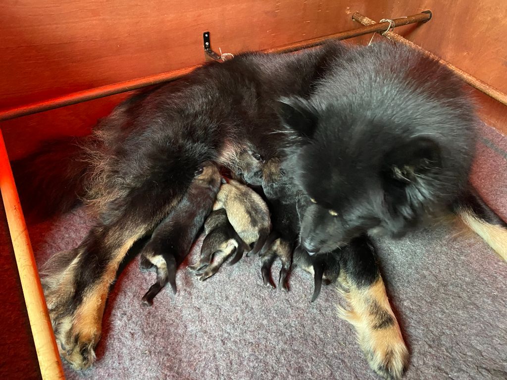 De La Tribu De Loyce - Eurasier - Portée née le 22/07/2021