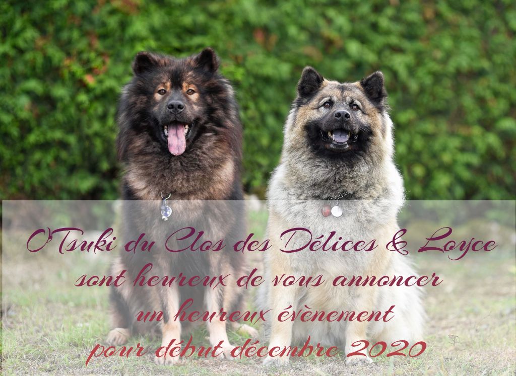 De La Tribu De Loyce - Eurasier - Portée née le 02/12/2020