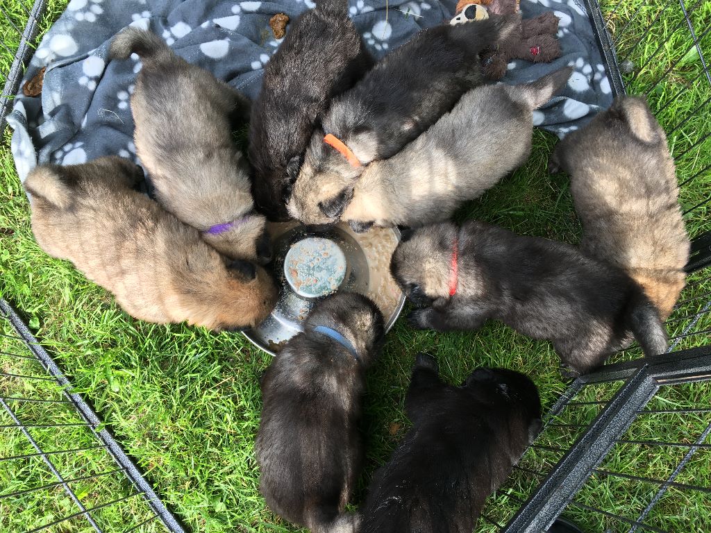 De La Tribu De Loyce - Eurasier - Portée née le 30/05/2019