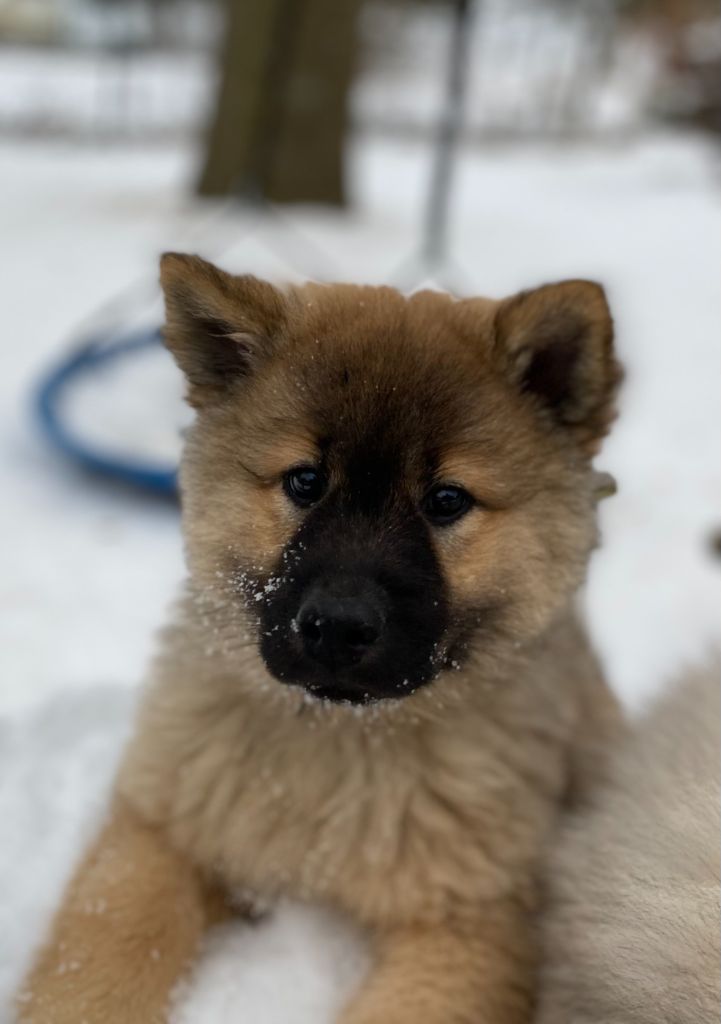 De La Tribu De Loyce - Eurasier - Portée née le 20/11/2022